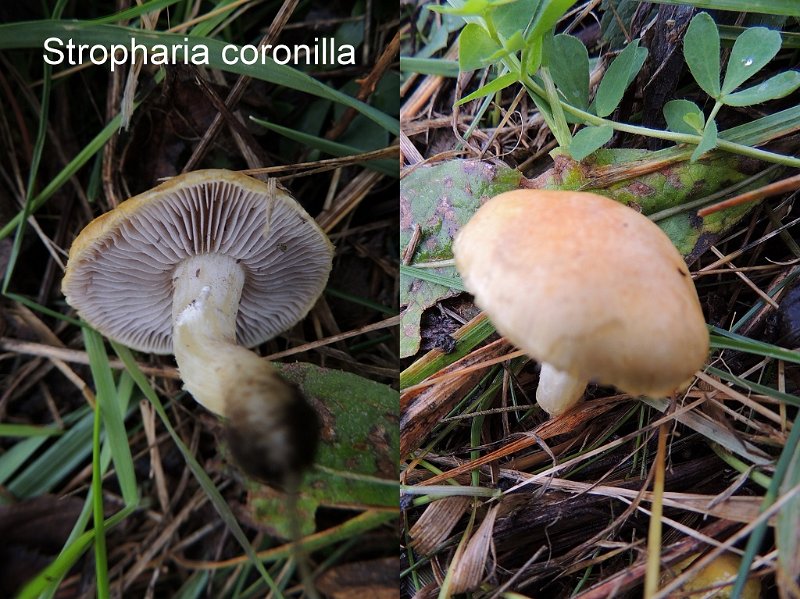 Stropharia coronilla-amf1795.jpg - Stropharia coronilla ; Syn1: Geophila coronilla ; Syn2: Stropharia obturata ; Non français: Strophaire coronille